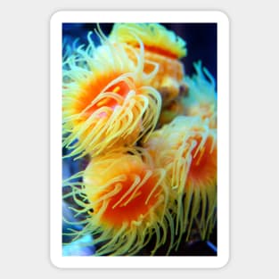 Sea Anemone Sticker